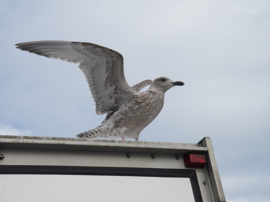 Bêtes et Vacances Bêtes et Vacances